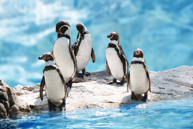 World Penguin Day