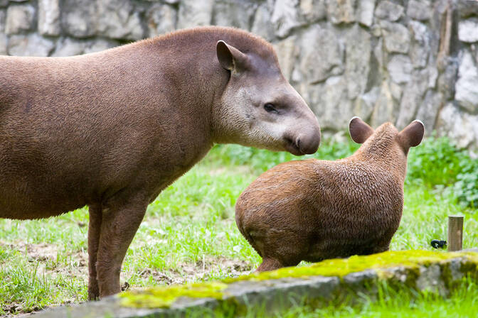 World Tapir Day