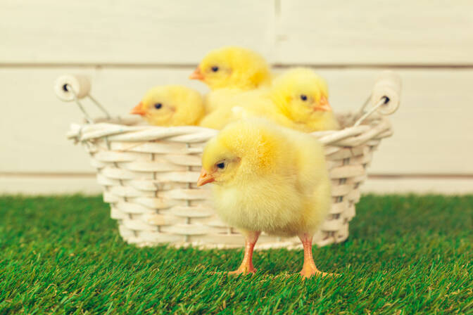 International Respect for Chickens Day