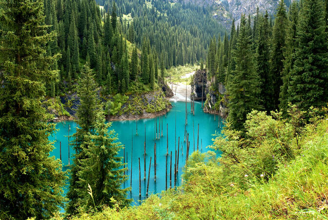International Day of Forests