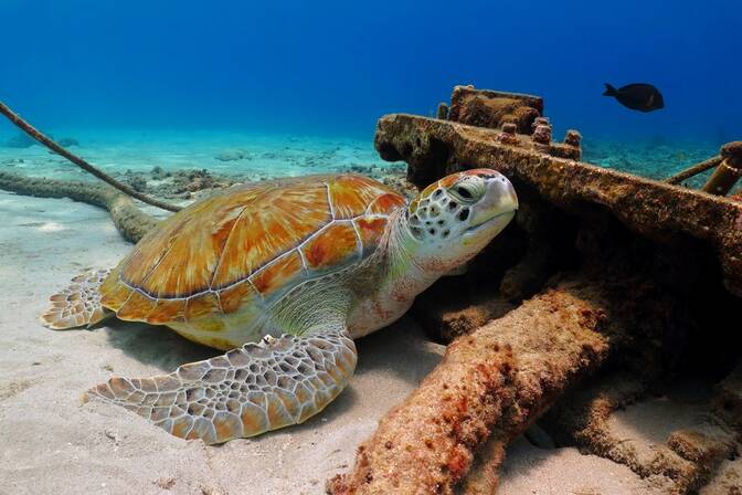 World Sea Turtle Day