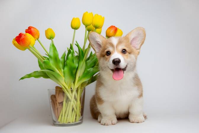 International Corgi Day
