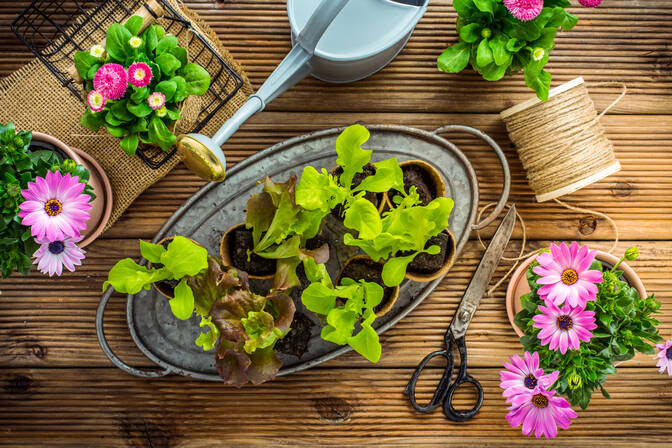 International Day of Plant Health