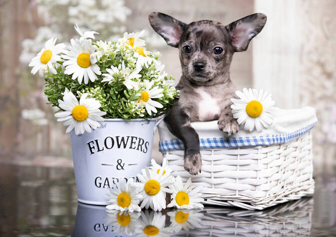 International Chihuahua Appreciation Day